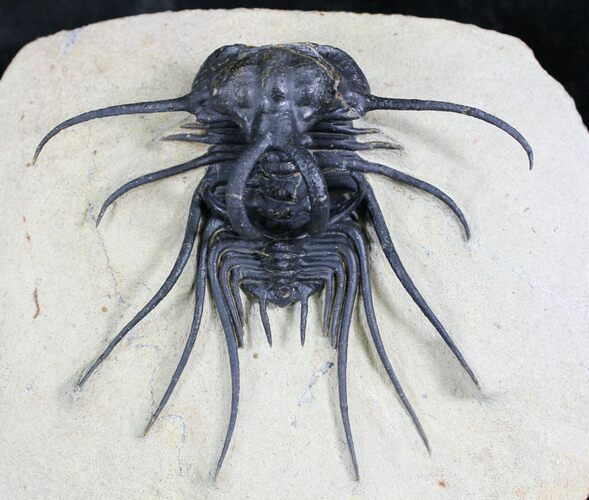 Killer Dicranurus Monstrosus Trilobite #27779